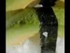 Nigiri à l'avocat
